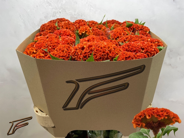 <h4>CEL C  EXTREM ORANGE</h4>