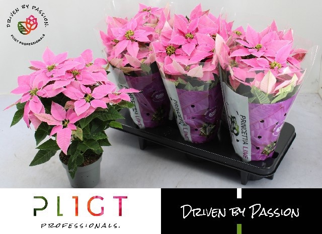 <h4>EUPHOR P PRI HO PINK</h4>