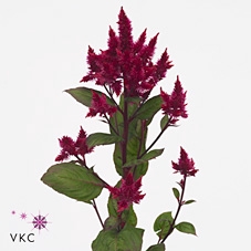 Celosia A Celway Red