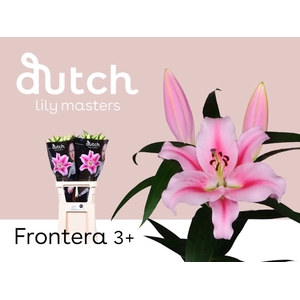 Li Or Frontera 3+ Lily Master