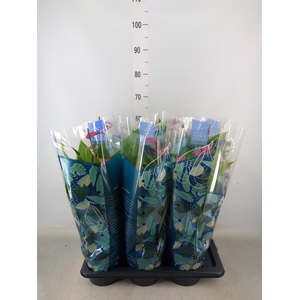 Anthurium andr. 'Pure Purple'