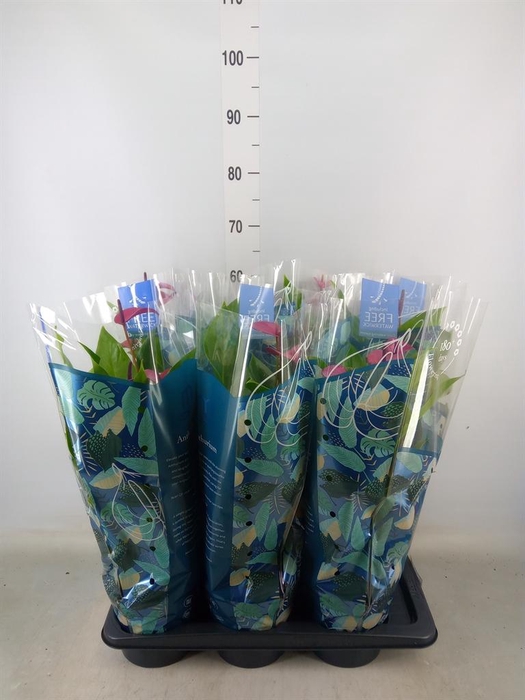 <h4>Anthurium andr. 'Pure Purple'</h4>