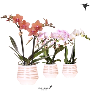 Kolibri Orchids Phalaenopsis mix 2 spike in Moonstone pot white