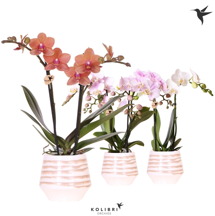 <h4>Kolibri Orchids Phalaenopsis mix 2 spike in Moonstone pot white</h4>