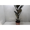FICUS ELASTICA BURGUNDY P17