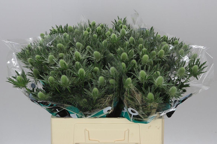 <h4>Eryngium Sirius</h4>