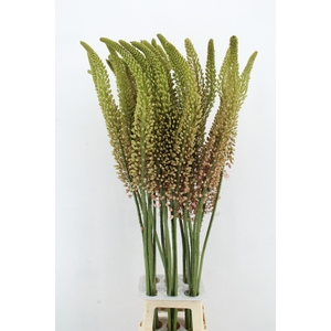 EREMURUS ROMANCE