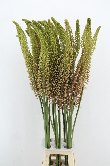<h4>EREMURUS ROMANCE</h4>