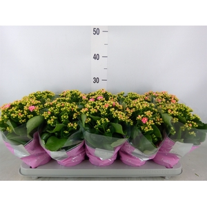 Kalanchoe blos. 'Perfecta Pink'