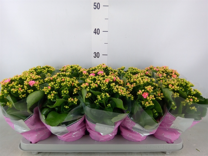 <h4>Kalanchoe blos. 'Perfecta Pink'</h4>