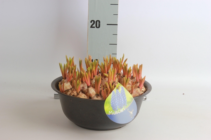 <h4>ARR MUSCARI</h4>