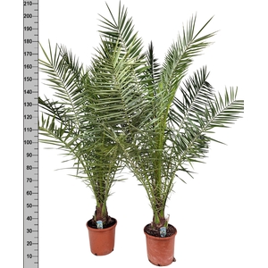 PHOENIX CANARIENSIS
