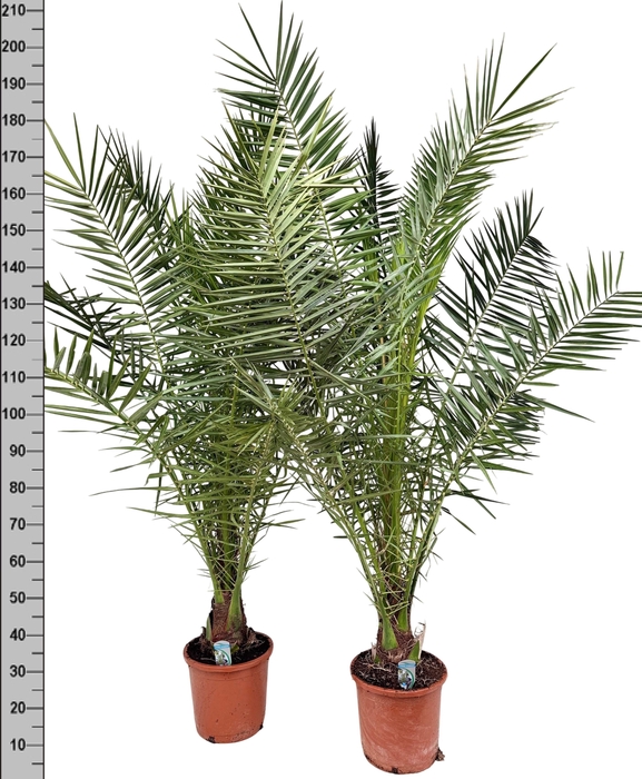<h4>PHOENIX CANARIENSIS</h4>