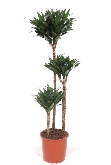 <h4>Dracaena frag. 'Compacta'</h4>