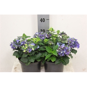 Hydr M Early Blauw