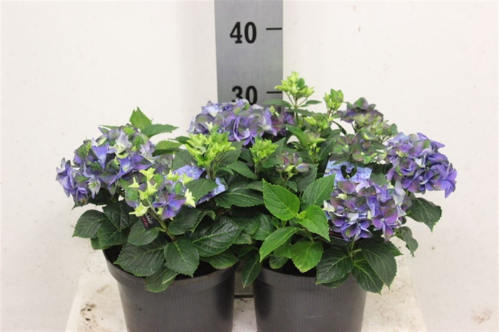<h4>Hydr M Early Blauw</h4>