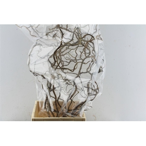 Corylus Av Contorta 70cm X10