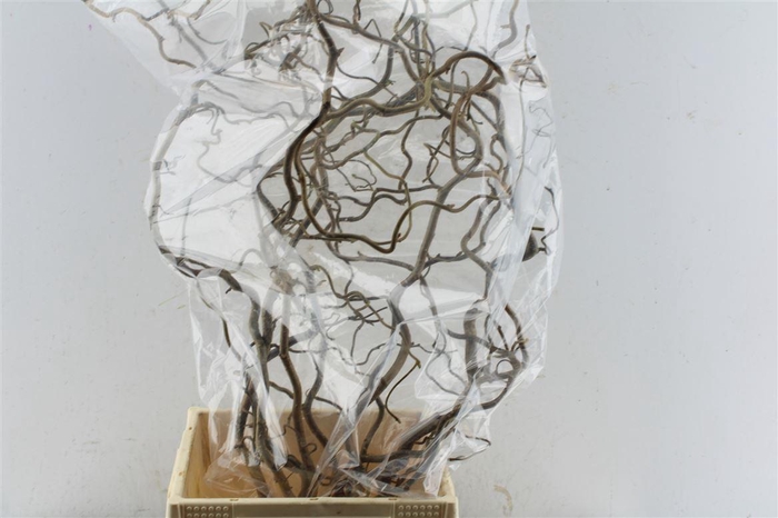 <h4>Corylus Av Contorta 70cm X10</h4>