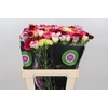 Dianthus St Mix Rainbow min.9 buckets