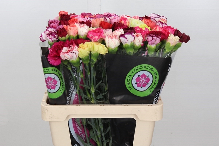 <h4>Dianthus St Mix Rainbow (Special) min.9 buckets</h4>