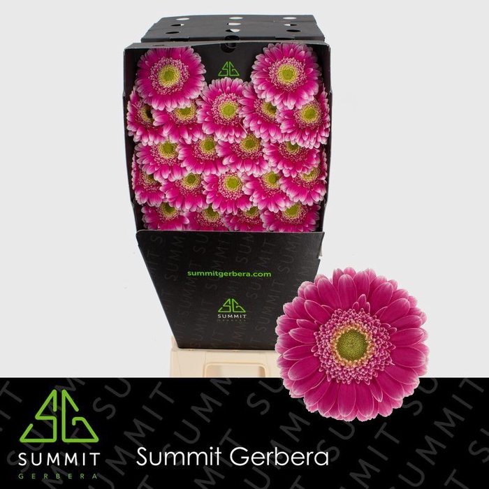 <h4>Germini Wonderwall Diamond</h4>