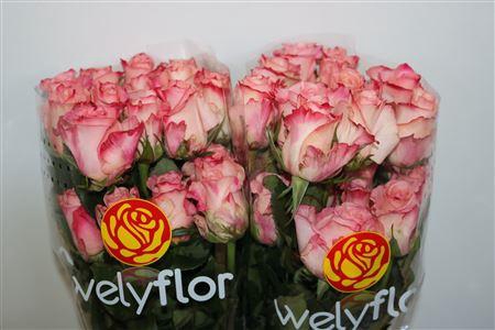 <h4>R GR ROSALYN</h4>