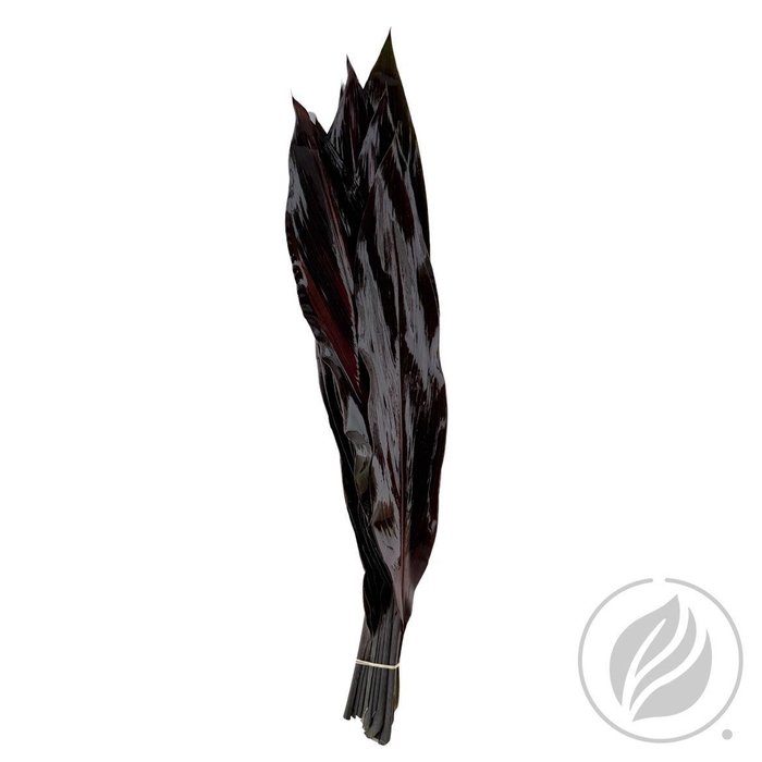 <h4>Cordyline Black Tie 80cm</h4>