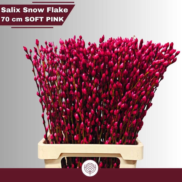 <h4>SALIX SN FLA KLB H%</h4>