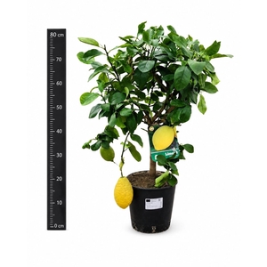 Citr Microcarpa