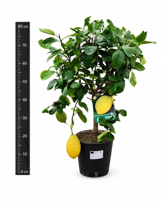 <h4>Citr Microcarpa</h4>