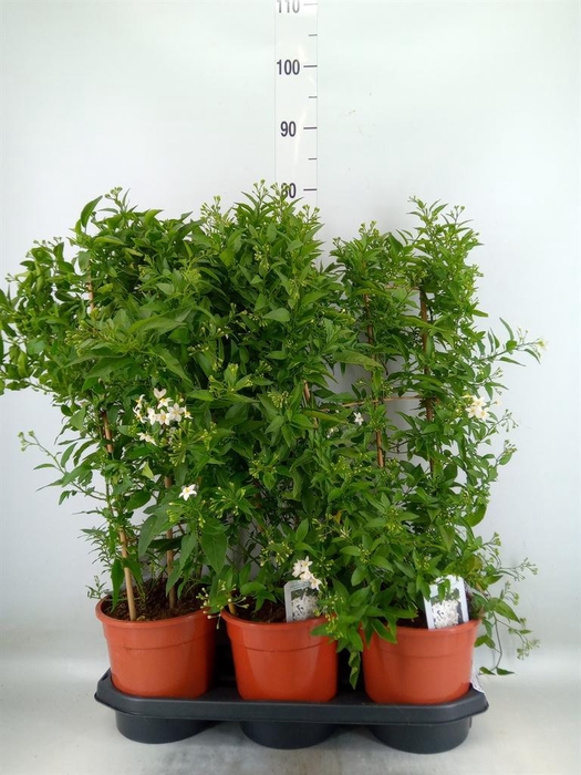 <h4>Solanum jasminoides</h4>