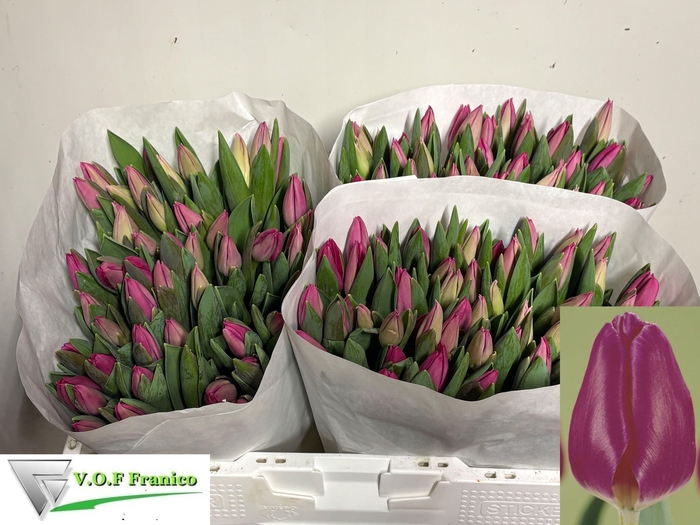 <h4>TU EN PINK ARDOUR</h4>