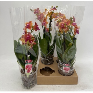 PHAL OV ORANJE