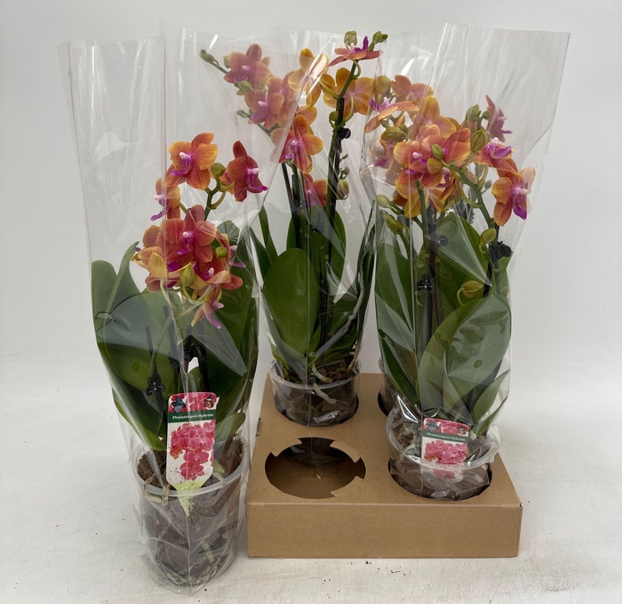 <h4>PHAL OV ORANJE</h4>