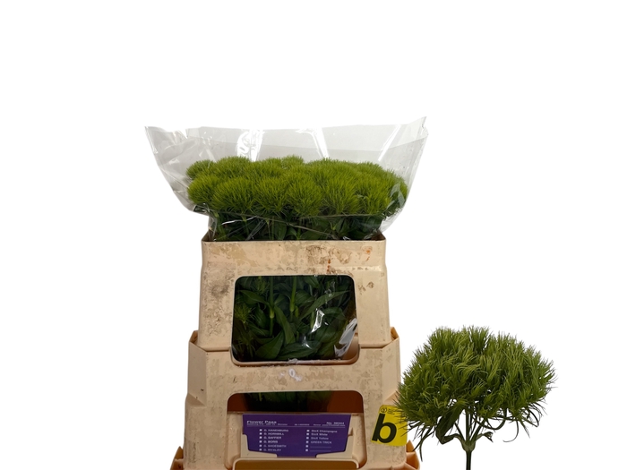 <h4>DI BARB GREEN TRICK</h4>