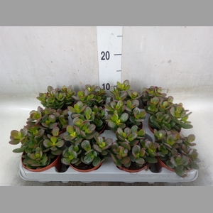 Crassula ovata 'Minor'