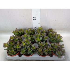 Crassula ovata 'Minor'