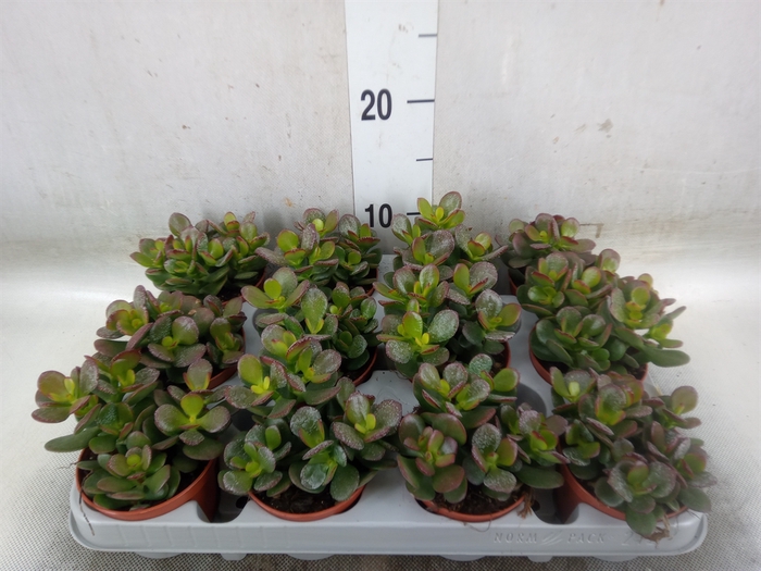 <h4>Crassula ovata 'Minor'</h4>