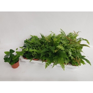 VARENS GEM