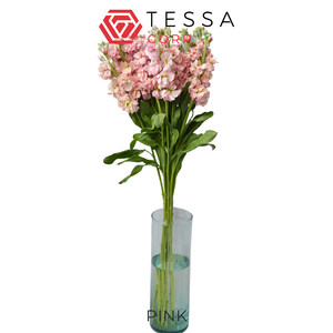 MATTH MATTHIOLA PINK Tessa