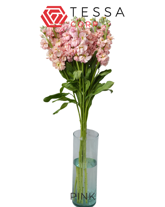 MATTH MATTHIOLA PINK Tessa