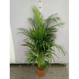Dypsis lutescens   ...Chrysalidoca