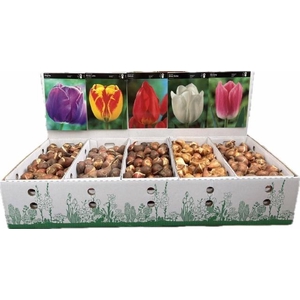 BLOEMBOL TULIPA