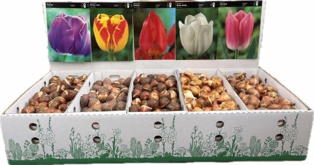 <h4>BLOEMBOL TULIPA</h4>