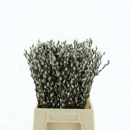 <h4>Salix Ca Snow Flake</h4>