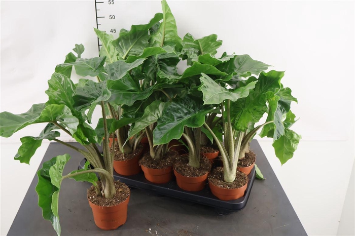 <h4>Alocasia Low Rider 12 Cm. Pot</h4>