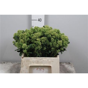 Skim J Frank Whit Bs