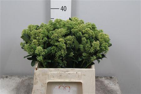 <h4>Skim J Frank Whit Bs</h4>