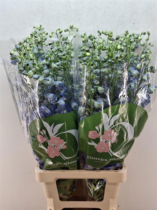 <h4>DELPHINIUM DU 'AURORA BLUE'</h4>