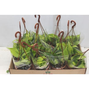 PHILODENDRON BRASIL C13 PENDENTE